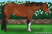 Horse Color:Gray Bay 