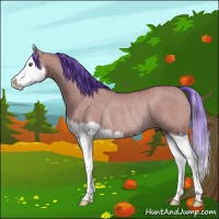 Horse Color:Watercolor Bay Dun Splash Rabicano 
