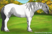 Horse Color:Black Tobiano 