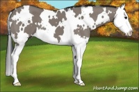 Horse Color:White Spotted Grullo Splash 