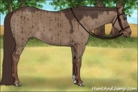 Horse Color:Liver Red Dun 