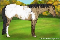 Horse Color:Liver Red Dun Appaloosa Brindle 