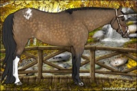 Horse Color:Brown Dun Appaloosa Brindle 