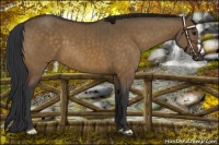 Horse Color:Brown Dun Brindle 