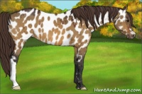 Horse Color:Bay Dun Appaloosa Brindle