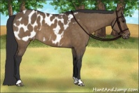 Horse Color:Brown Dun Appaloosa Brindle 