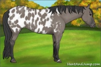Horse Color:Grullo Appaloosa Brindle 