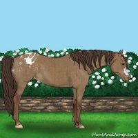 Horse Color:Liver Red Dun Appaloosa Brindle 