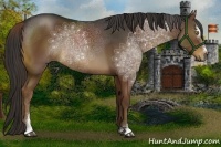 Horse Color:Liver Chestnut Sabino Rabicano 