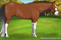 Horse Color:Bay Splash 