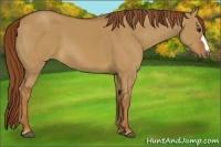 Horse Color:Red Dun