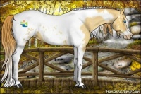 Horse Color:Gold Champagne Roan Dun Splash Tobiano Frame Near Leopard Rabicano 