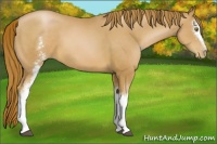 Horse Color:White Spotted Chestnut Pearl 