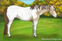Horse Color:White Spotted Grullo Pearl Snowcap Rabicano 