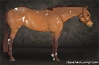 Horse Color:White Spotted Chocolate Buckskin 