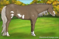 Horse Color:Silver Smoky Black Frame 