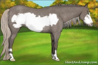 Horse Color:Silver Blue Roan Frame Rabicano 
