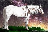 Horse Color:White Spotted Liver Chestnut Appaloosa Rabicano 