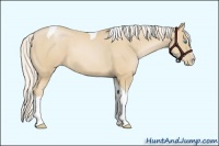 Horse Color:Silver Smoky Black Pearl Sabino Tobiano
