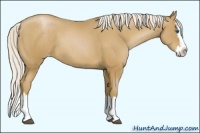Horse Color:Silver Black Pearl Sabino Splash Appaloosa 