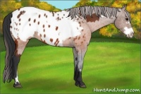 Horse Color:Brown Appaloosa  and Brown Frame Appaloosa 