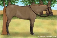 Horse Color:Liver Red Dun Brindle 