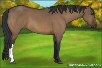 Horse Color:Bay Dun Brindle 