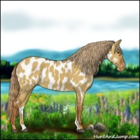 Horse Color:Red Dun Appaloosa Brindle 