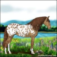 Horse Color:Red Dun Appaloosa Brindle 