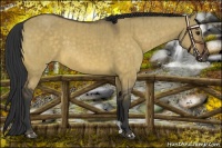 Horse Color:Buckskin Dun Brindle 