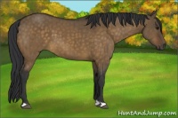 Horse Color:Brown Dun Brindle 