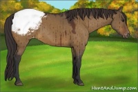 Horse Color:Brown Dun Snowcap Brindle