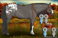Horse Color:Grullo Appaloosa Brindle 