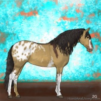 Horse Color:White Spotted Brown Dun Appaloosa