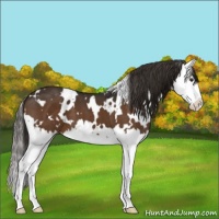 Horse Color:White Spotted Liver Chestnut Splash