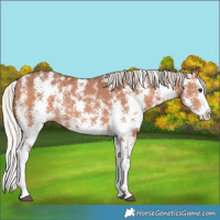 Horse Color:Silver Bay Sabino Splash Rabicano