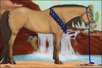 Horse Color:Amber Champagne 