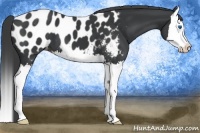 Horse Color:Black Sabino Splash Appaloosa 