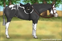 Horse Color:Smoky Black Splash Appaloosa