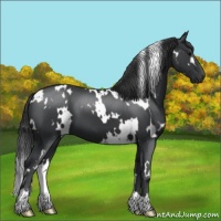 Horse Color:White Spotted Black 