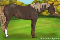 Horse Color:Liver Chestnut 
