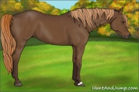 Horse Color:Liver Chestnut 