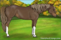 Horse Color:Liver Chestnut