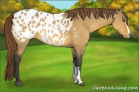 Horse Color:Buckskin Dun Appaloosa