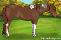 Horse Color:Chestnut Tobiano