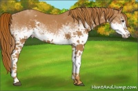 Horse Color:White Spotted Red Roan 