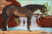 Horse Color:Liver Chestnut Sabino Rabicano