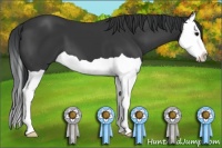 Horse Color:Black Splash 