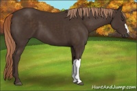 Horse Color:Liver Chestnut 