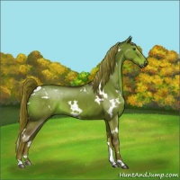 Horse Color:White Spotted Liver Red Dun